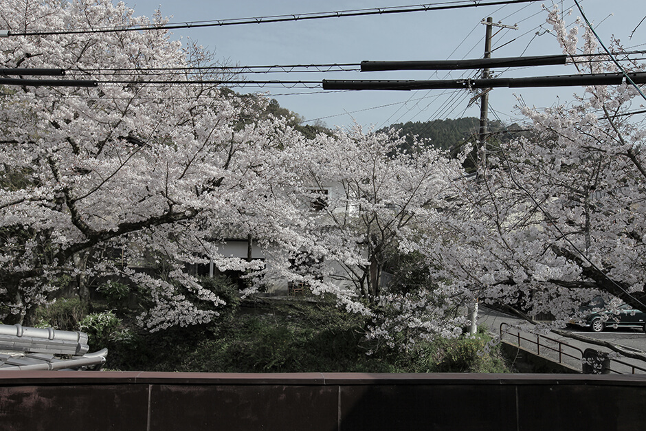 哲学の道に面するリノベーション京町家物件から見る桜