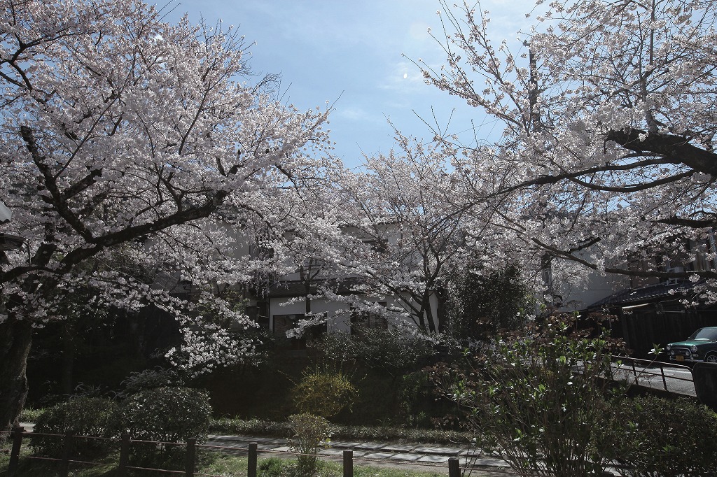 哲学の道に面するリノベーション京町家の和室と桜