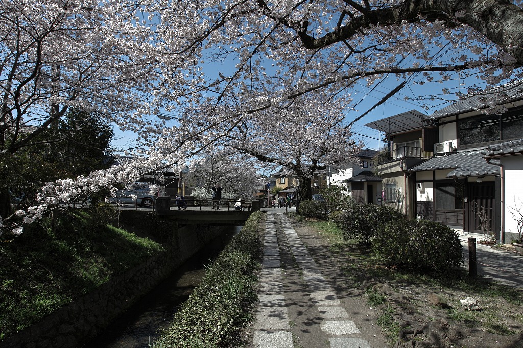 哲学の道に面するリノベーション京町家の外観と桜