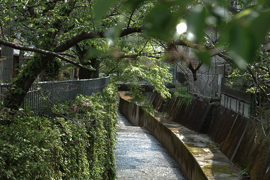 左京区北白川の桜並木