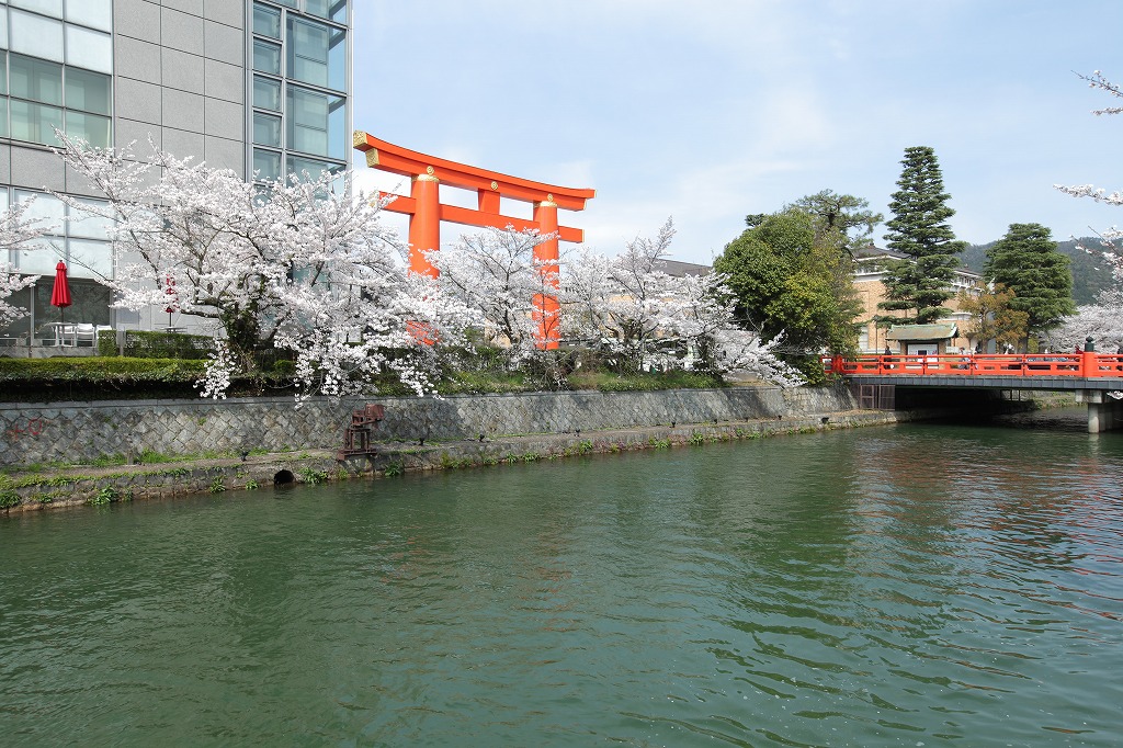 京都の岡崎エリアのキャットウォークのある中古テラスハウス物件近くの平安神宮と琵琶湖疎水と桜
