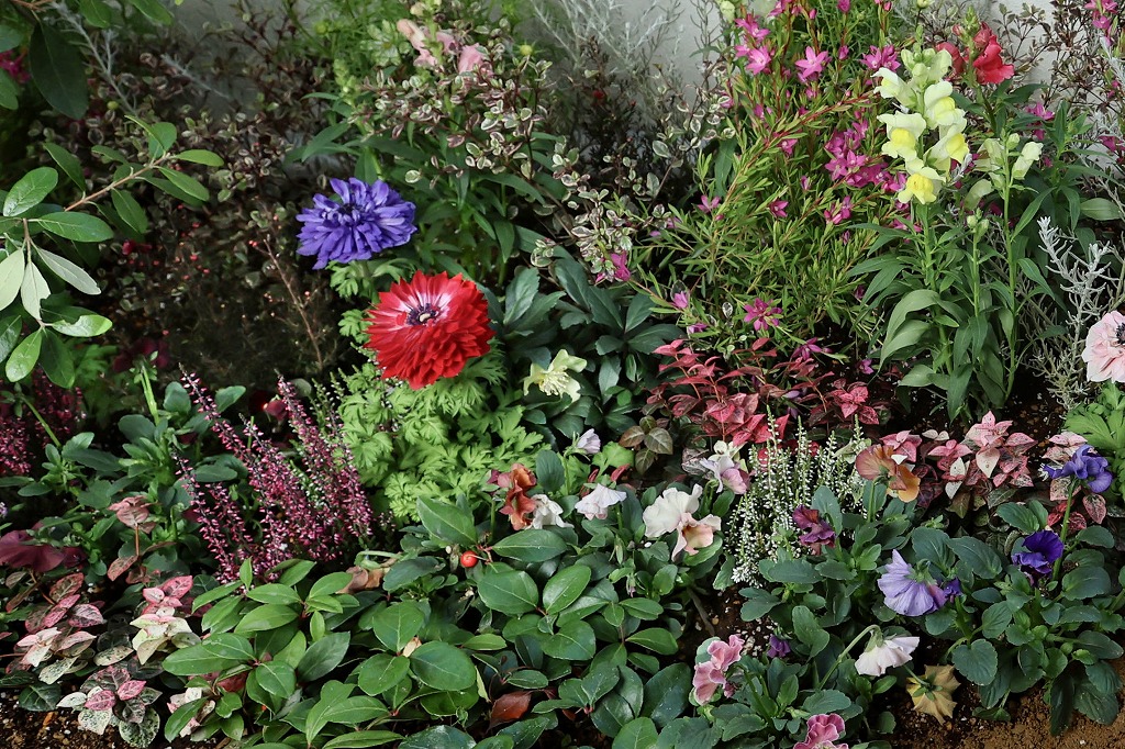 鴨川東のリノベーション中古戸建物件の花の庭