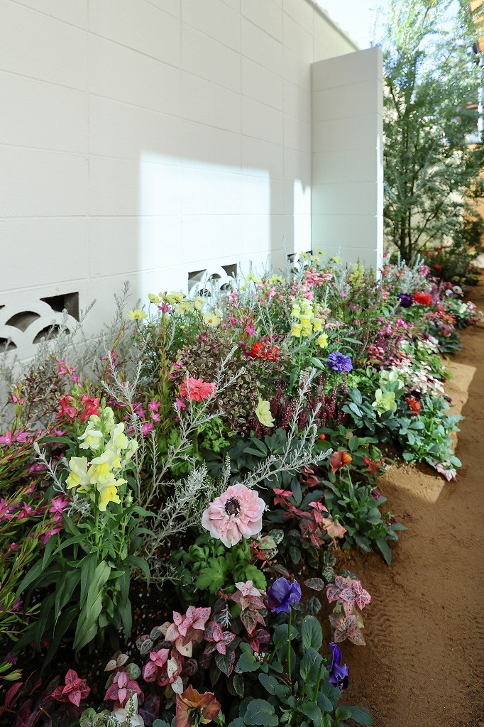 京都の鴨川東のリノベーション中古戸建物件の花の咲く庭